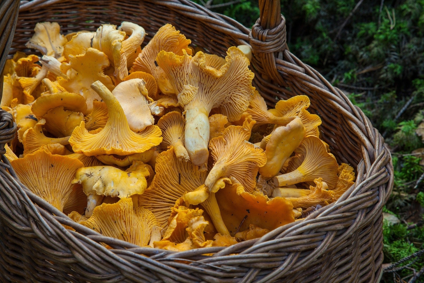 chanterelle