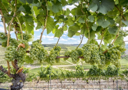 Maryland wineries